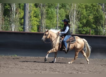 American Quarter Horse, Wallach, 6 Jahre, Palomino