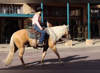 American Quarter Horse, Wallach, 6 Jahre, Palomino