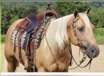 American Quarter Horse, Wallach, 6 Jahre, Palomino