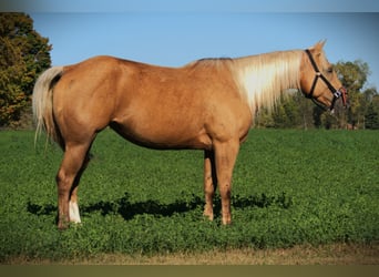 American Quarter Horse, Wallach, 6 Jahre, Palomino