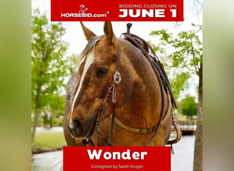 American Quarter Horse, Wallach, 6 Jahre, Palomino