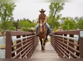 American Quarter Horse, Wallach, 6 Jahre, Palomino