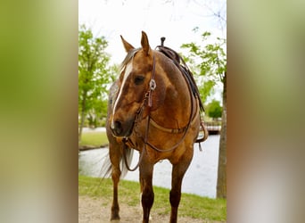 American Quarter Horse, Wallach, 6 Jahre, Palomino