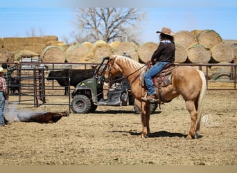 American Quarter Horse, Wallach, 6 Jahre, Palomino