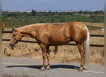 American Quarter Horse, Wallach, 6 Jahre, Palomino