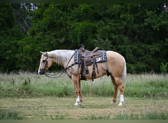 American Quarter Horse, Wallach, 6 Jahre, Palomino
