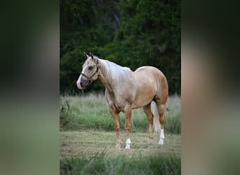 American Quarter Horse, Wallach, 6 Jahre, Palomino