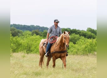American Quarter Horse, Wallach, 6 Jahre, Palomino