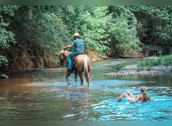 American Quarter Horse, Wallach, 6 Jahre, Palomino