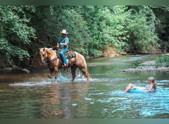 American Quarter Horse, Wallach, 6 Jahre, Palomino