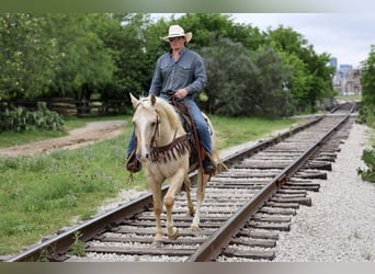 American Quarter Horse, Wallach, 6 Jahre, Palomino