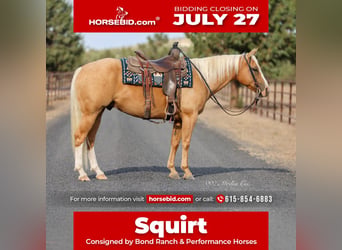 American Quarter Horse, Wallach, 6 Jahre, Palomino