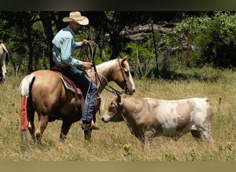 American Quarter Horse, Wallach, 6 Jahre, Palomino