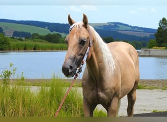 American Quarter Horse, Wallach, 6 Jahre, Palomino