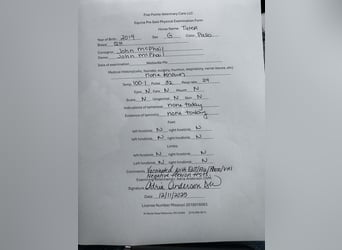 American Quarter Horse, Wallach, 6 Jahre, Palomino