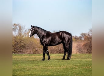 American Quarter Horse, Wallach, 6 Jahre, Rappe