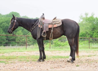 American Quarter Horse, Wallach, 6 Jahre, Rappe