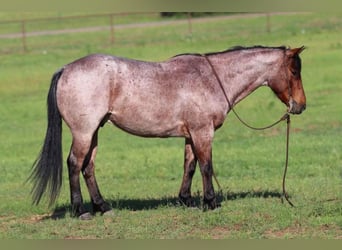 American Quarter Horse, Wallach, 6 Jahre, Roan-Bay