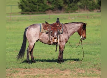American Quarter Horse, Wallach, 6 Jahre, Roan-Bay