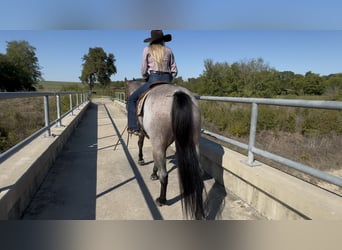 American Quarter Horse, Wallach, 6 Jahre, Roan-Bay