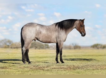 American Quarter Horse, Wallach, 6 Jahre, Roan-Bay