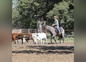 American Quarter Horse, Wallach, 6 Jahre, Roan-Bay