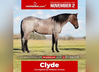 American Quarter Horse, Wallach, 6 Jahre, Roan-Bay