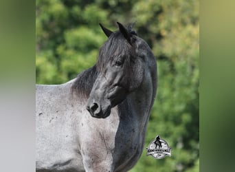 American Quarter Horse, Wallach, 6 Jahre, Roan-Blue