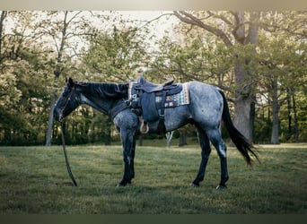 American Quarter Horse, Wallach, 6 Jahre, Roan-Blue