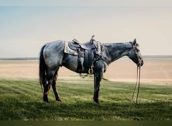 American Quarter Horse, Wallach, 6 Jahre, Roan-Blue