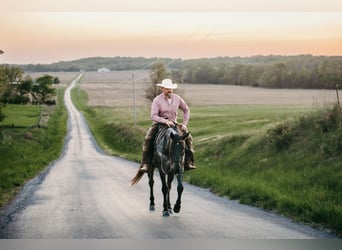 American Quarter Horse, Wallach, 6 Jahre, Roan-Blue