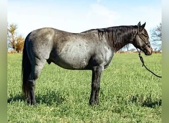 American Quarter Horse, Wallach, 6 Jahre, Roan-Blue