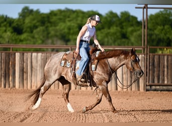 American Quarter Horse, Wallach, 6 Jahre, Roan-Red