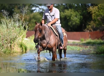 American Quarter Horse, Wallach, 6 Jahre, Roan-Red