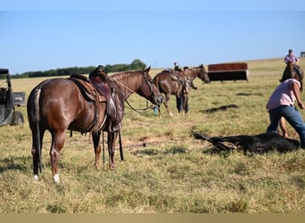 American Quarter Horse, Wallach, 6 Jahre, Roan-Red