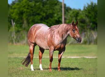 American Quarter Horse, Wallach, 6 Jahre, Roan-Red