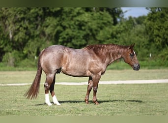 American Quarter Horse, Wallach, 6 Jahre, Roan-Red