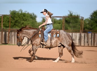 American Quarter Horse, Wallach, 6 Jahre, Roan-Red