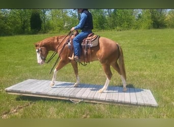 American Quarter Horse, Wallach, 6 Jahre, Roan-Red