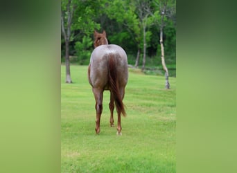 American Quarter Horse, Wallach, 6 Jahre, Roan-Red