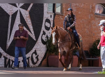American Quarter Horse, Wallach, 6 Jahre, Roan-Red