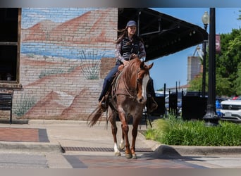 American Quarter Horse, Wallach, 6 Jahre, Roan-Red