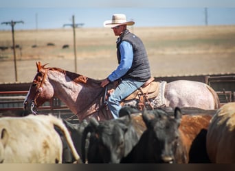 American Quarter Horse, Wallach, 6 Jahre, Roan-Red
