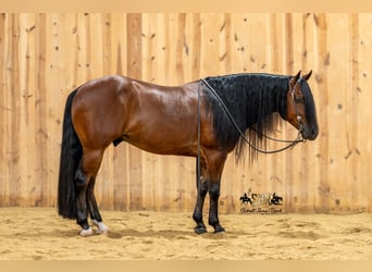 American Quarter Horse, Wallach, 6 Jahre, Rotbrauner