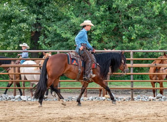 American Quarter Horse, Wallach, 6 Jahre, Rotbrauner