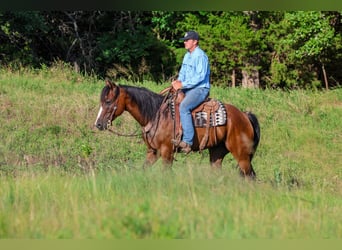 American Quarter Horse, Wallach, 6 Jahre, Rotbrauner