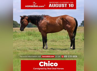 American Quarter Horse, Wallach, 6 Jahre, Rotbrauner