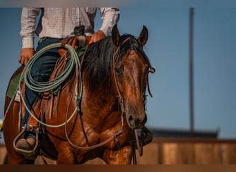 American Quarter Horse, Wallach, 6 Jahre, Rotbrauner
