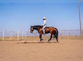 American Quarter Horse, Wallach, 6 Jahre, Rotbrauner