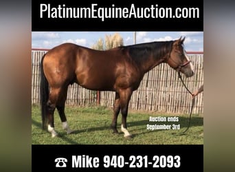 American Quarter Horse, Wallach, 6 Jahre, Rotbrauner